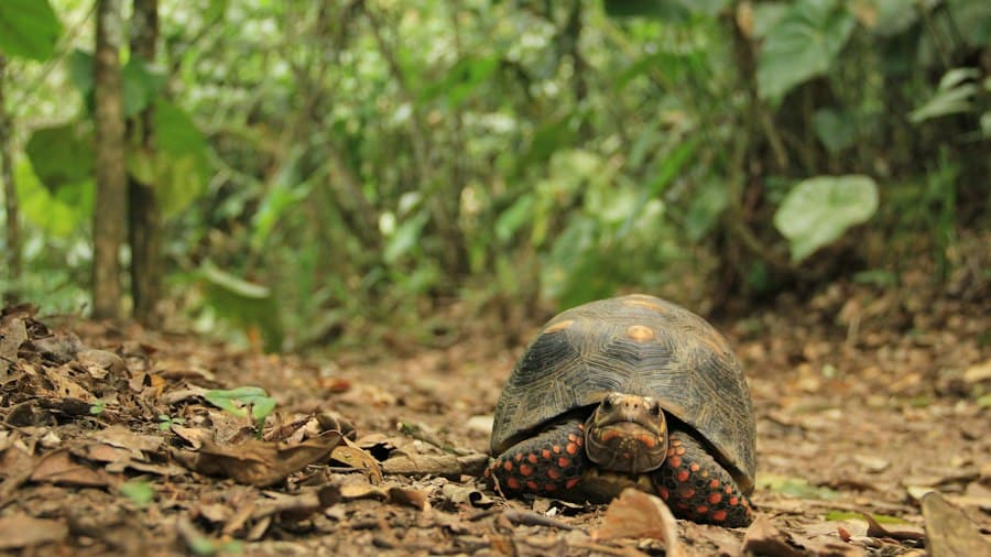 Photo technology protecting endangered species