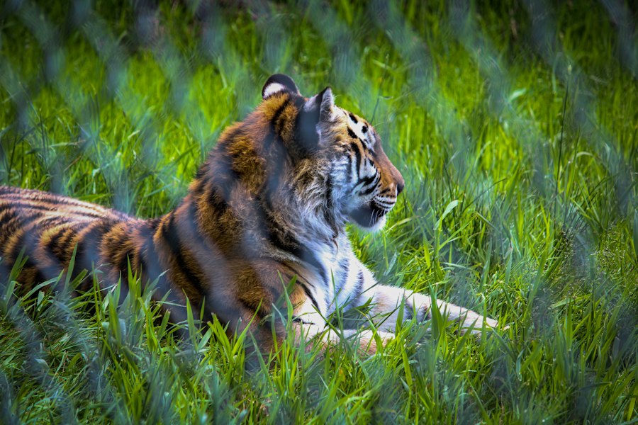 technology protecting endangered species