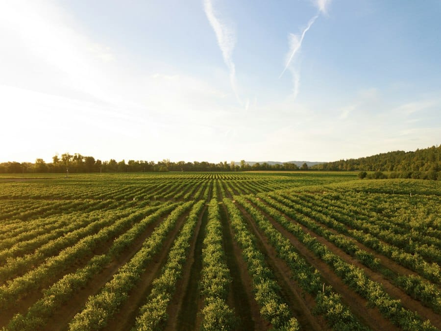 precision agriculture sensors AI